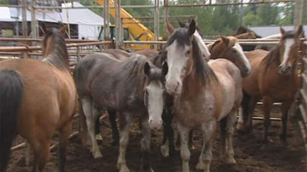 Horse virus | CBC.ca